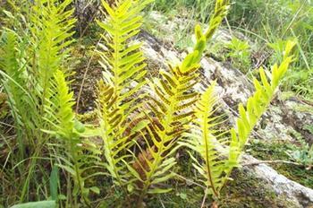 骨碎補(bǔ)原植物