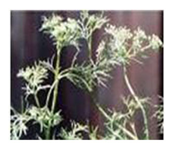 阿育魏實原生態(tài)