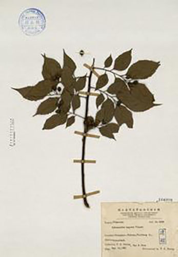 糙葉樹標本