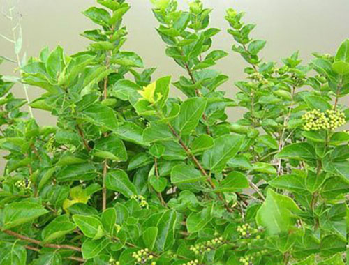 長(zhǎng)柄臭黃荊