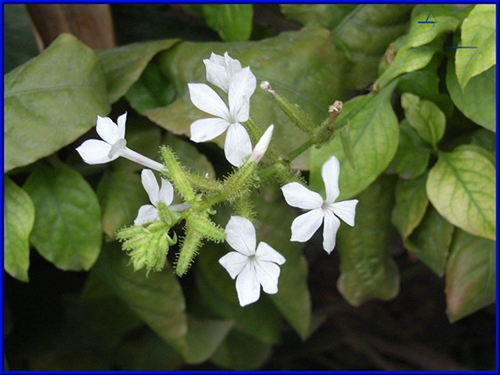 長(zhǎng)管假茉莉